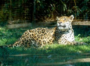 Der Jaguar lebt in Mittel- und Südamerika