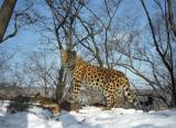 Amur-Leopard in Rußland