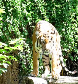 Malaysischer Tiger im Zoo Dortmund