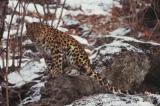 Amur-Leopard in Rußland