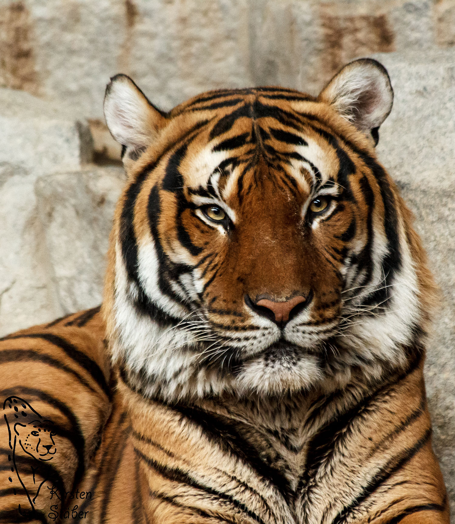Raubkatzen Indochinesischer Tiger