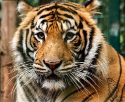 Sibirische Tiger haben sehr lange Tasthaare