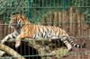 Bengaltiger im Zoo Aschersleben