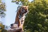 Sibirischer Tiger im Zoo Aschersleben