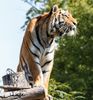 Sibirischer Tiger im Zoo Aschersleben