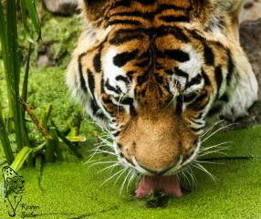 Sibirische Tigerin im Zoo Aschersleben