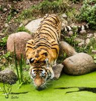 Sibirischer Tiger im Zoo Aschersleben