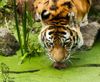 Sibirischer Tiger im Zoo Aschersleben