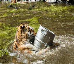 Sibirischer Tiger im Zoo Aschersleben