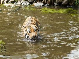 Schwimmender Tiger im Zoo Aschersleben