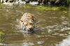 Schwimmender Tiger im Zoo Aschersleben