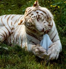 Weißer Tigerkater Karim im Zoo Aschersleben