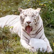 Weißer Tiger Karim in Aschersleben