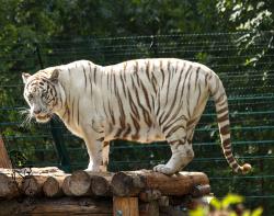 Trächtige Tigerin Kiara im Zoo Aschersleben
