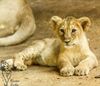 Asiatische Löwin im Zoo Magdeburg