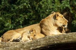 Löwin mit Jungtieren Zoo Magdeburg