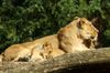 Löwin mit Jungtieren Zoo Magdeburg