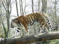Sibirischer Tiger im Zoo Magdeburg
