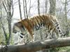 Sibirischer Tiger im Zoo Magdeburg