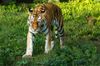 Sibirischer Tiger im Zoo Magdeburg