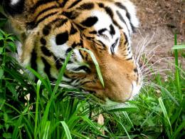 Gras fressender Tiger im Zoo Duisburg