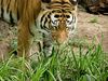 Sibirischer Tiger im Zoo Duisburg