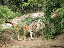 Sibirischer Tiger im Zoo Duisburg