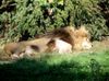 Angola-Löwe im Zoo Leipzig