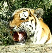 Tigerin im Zoo Leipzig