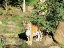 Sibirische Tigerin im Zoo Leipzig