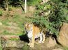 Sibirische Tigerin im Zoo Leipzig