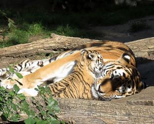 Tigerin mit Nachwuchs im Zoo Leipzig