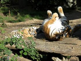 Sibirische Tigerin mit Nachwuchs, Zoo leipzig