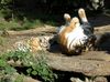 Sibirische Tigerin mit Nachwuchs, Zoo leipzig