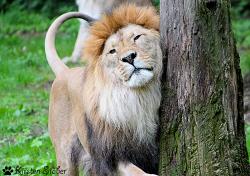 Löwen haben Duftdrüsen am Kopf