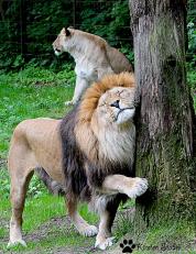 Löwenmännchen an einem Markierungsbaum