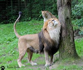 Löwenmännchen setzt seine Duftmarke
