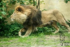 Löwen erreichen eine Jagdgeschwindigkeit von 60 Km/h