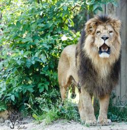 Löwen sind die zweitgrößten Raubkatzen der Erde