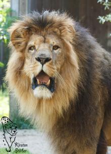 Löwen im Zoo Amneville