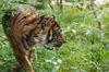 Sumatratiger im Zoo Amneville