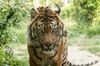 Sumatratiger im Zoo von Amneville