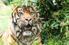 Sumatratiger im Zoo Amneville