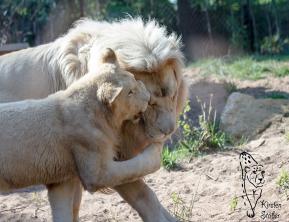 Weiße Löwen im Zoo Amneville