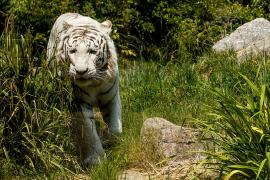 Weißer Tiger Zoo Amneville