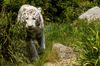 Weißer Tiger Zoo Amneville