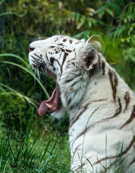Weißer Bengal-Tiger im Zoo Amneville