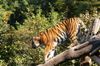 Sibirischer Tiger im Zoo Aschersleben