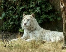 Weißer Tiger im Safaripark Stukenbrock