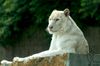 Schneetiger im Safaripark Stukenbrock